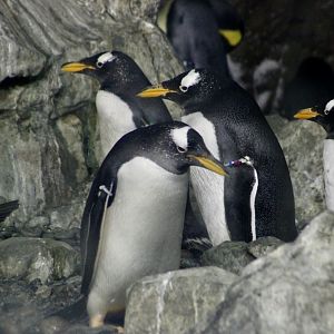 Northern Gentoo Penguins (Pygoscelis papua papua)