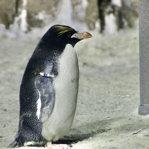 Macaroni Penguin (Eudyptes chrysolophus)