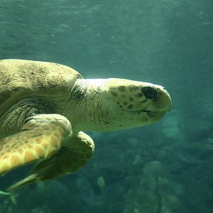 Loggerhead Sea Turtle (Caretta caretta)