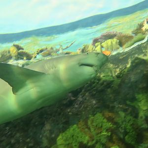 Lemon Shark (Negaprion brevirostris)