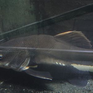 Redtail catfish (Phractocephalus hemioliopterus)