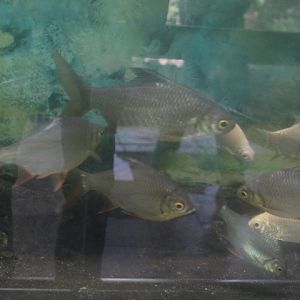 Tinfoil barb (Barbonymus schwanenfeldii)