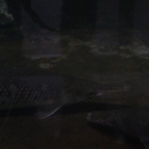 Florida gar (Lepisosteus platyrhincus)