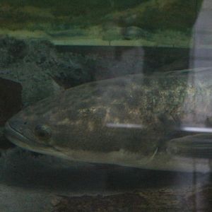 Giant snakehead (Channa micropeltes)
