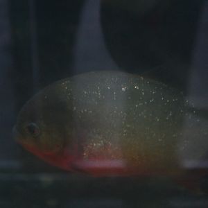 Red-bellied piranha (Pygocentrus nattereri)