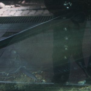 Clown featherback (Chitala ornata)