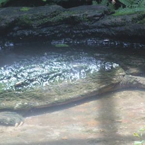 Alligator snapping turtle (Macrochelys temminckii)