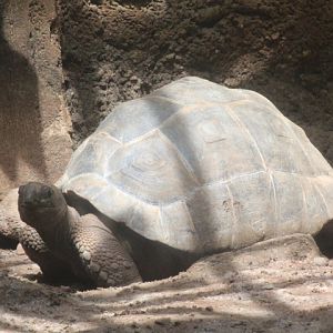 Aldabra giant tortoise (Aldabrachelys gigantea)
