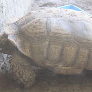 African spurred tortoise (Centrochelys sulcata)
