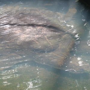 Javanese narrow-headed softshell turtle (Chitra chitra javanensis)