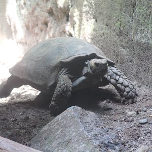 Asian forest tortoise (Manouria emys emys)