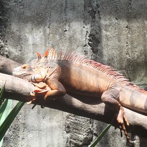 Green iguana (Iguana iguana iguana)