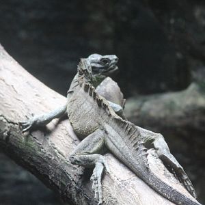 Weber's sailfin lizard (Hydrosaurus weberi)