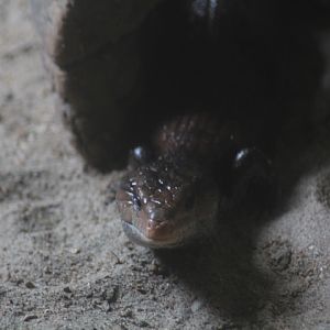 Halmahera blue-tongued skink (Tiliqua gigas gigas)