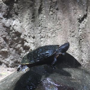 Red-eared slider (Trachemys scripta elegans)