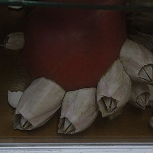 Specimens of giant barnacles, Picton Heritage & Whaling Museum