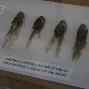 Specimens of Krill, Picton Heritage & Whaling Museum