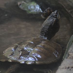 Common snapping turtle (Chelydra serpentina)