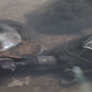 Malaysian giant turtle (Orlitia borneensis)