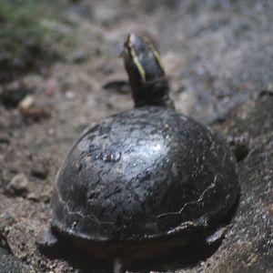 Amboina box turtle (Cuora amboinensis couro)