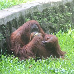 Sumatran orangutan (Pongo abelii)