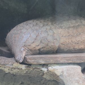 Sunda pangolin (Manis javanica)