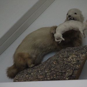 Taxidermy mustelids, Picton Heritage & Whaling Museum
