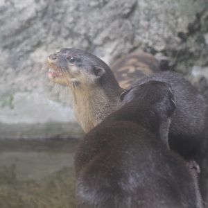 Asian small-clawed otter (Aonyx cinereus)
