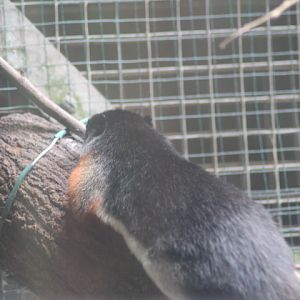 Prevost's squirrel (Callosciurus prevostii)