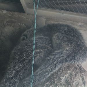 Javan binturong (Arctictis binturong penicillata)