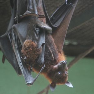 Large flying fox (Pteropus vampyrus)