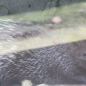 Sunda porcupine (Hystrix javanica)