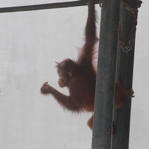 Bornean orangutan (Pongo pygmaeus)