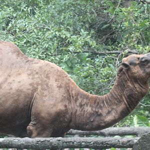 Dromedary (Camelus dromedarius)