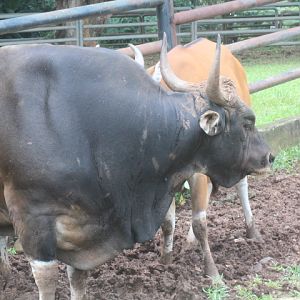 Javan banteng (Bos javanicus javanicus)