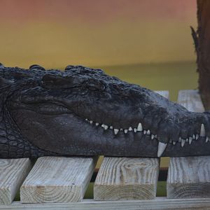 Unidentified Crocodile