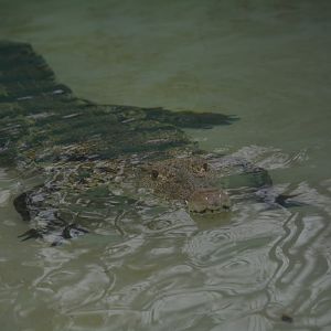 Unidentified Crocodile