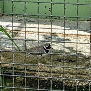 Plover ID (Voliere Mythenquai)