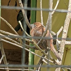 Coryphospingus cucullatus? (Voliere Mythenquai)