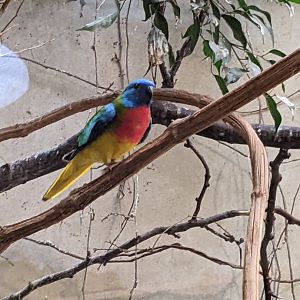 Splendid Grass-Parakeet