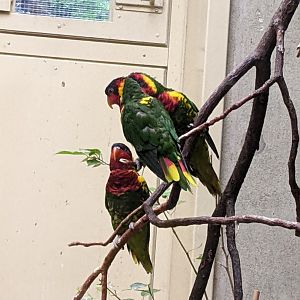 Group of Ornate Lorikeets
