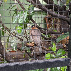 Brahminy Starling
