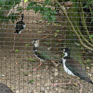 Norther Lapwing & Black-Necked Stilts