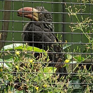 Crowned Hornbill