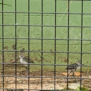 Black Necked-Stilt Chicks