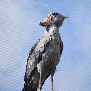 Shoebill (Balaeniceps rex)