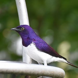 Violet-backed Starling (Cinnyricinclus leucogaster)