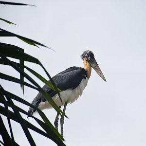 Lesser Adjuntant (Leptoptilos javanicus)