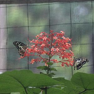 Lime swallowtail (Papilio demoleus)