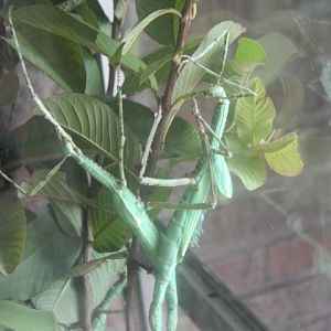 Red-winged green giant stick insect (Eurycnema versirubra)
